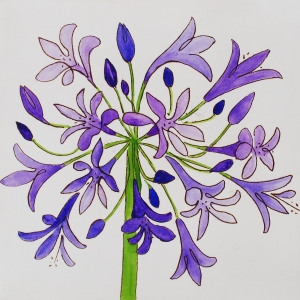 agapanthus