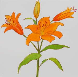 orange lily